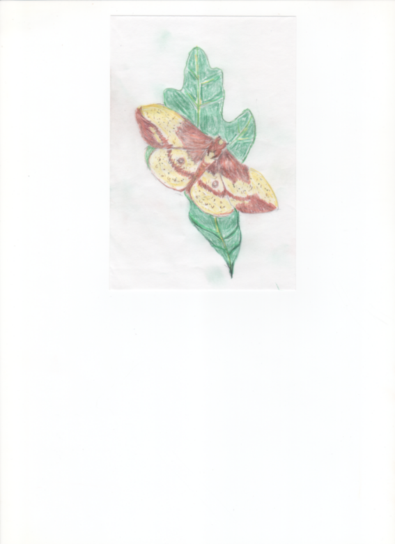 drawing of a yellow and brown moth on an oak leaf