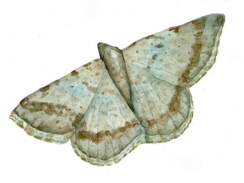 painting of a light brown moth with darker brown spots