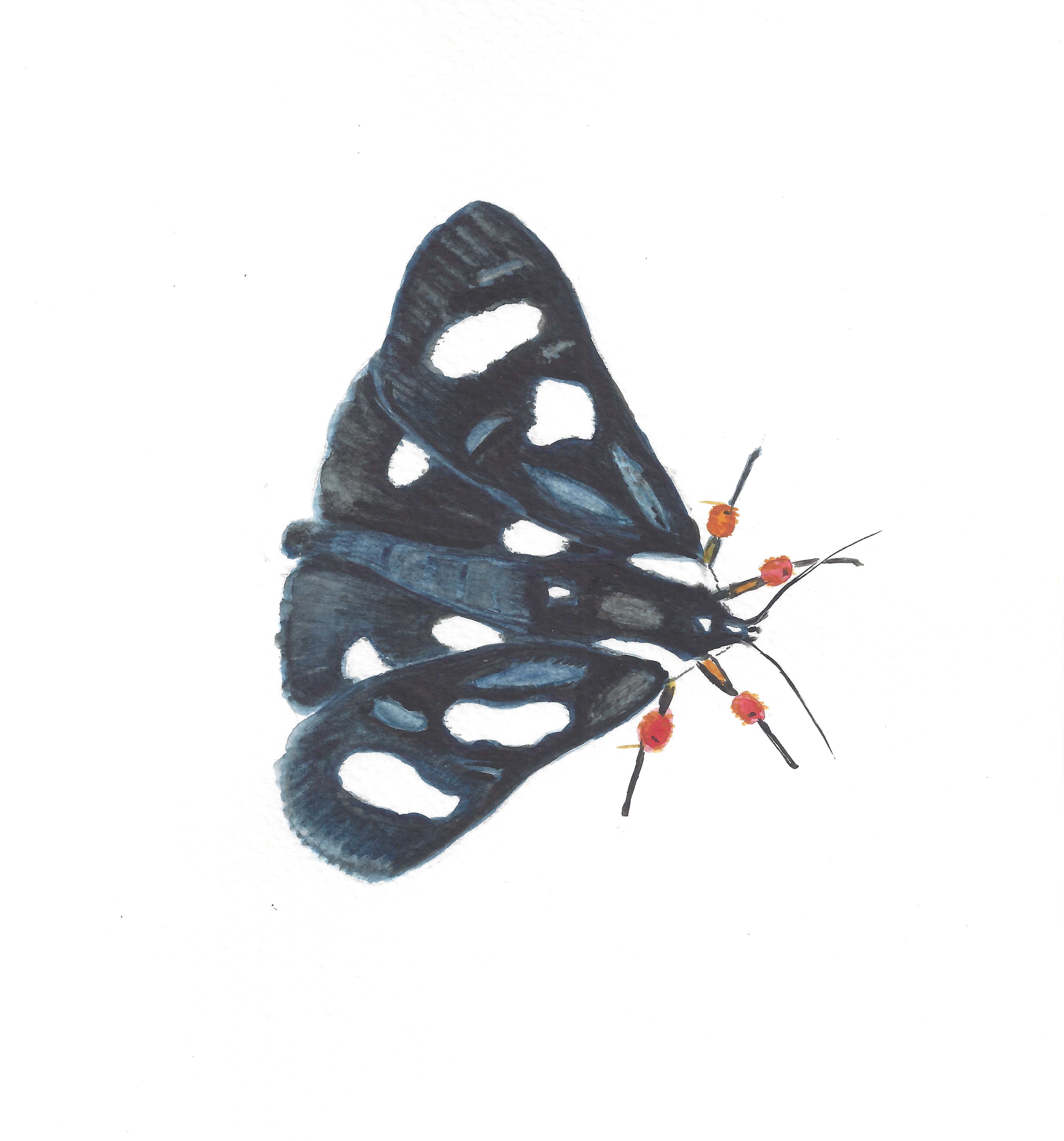 Drawing of a black moth with white spots and red bumps on legs