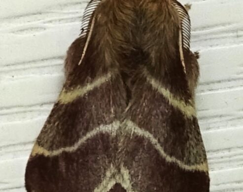 photo of a furry-looking brown moth