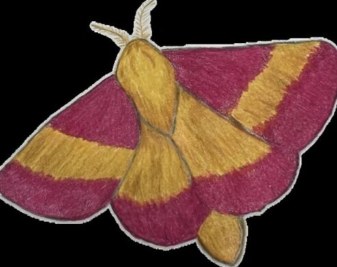 drawing of a pink and yellow moth