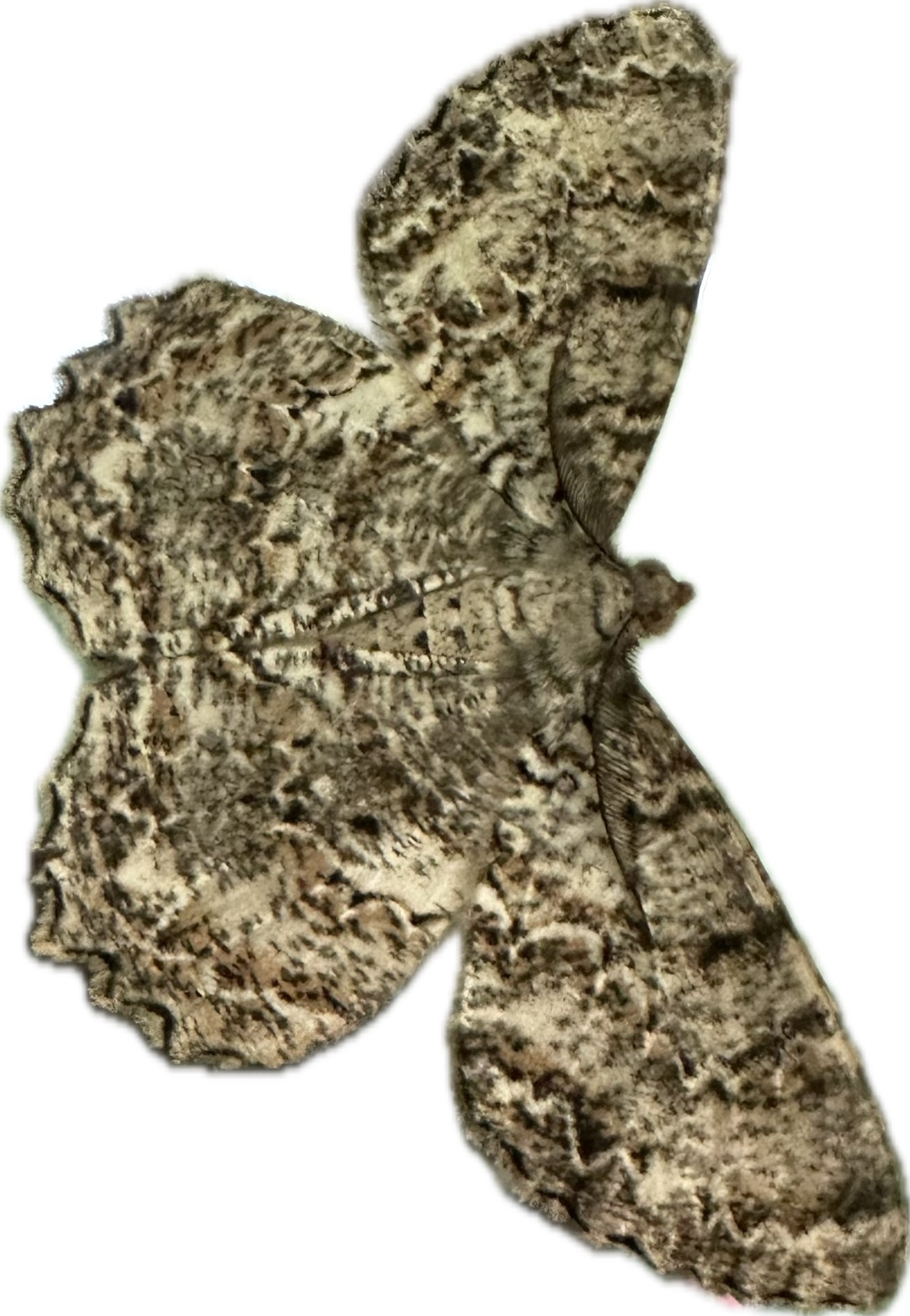 moth with darker brown and lighter brown stripes and speckles