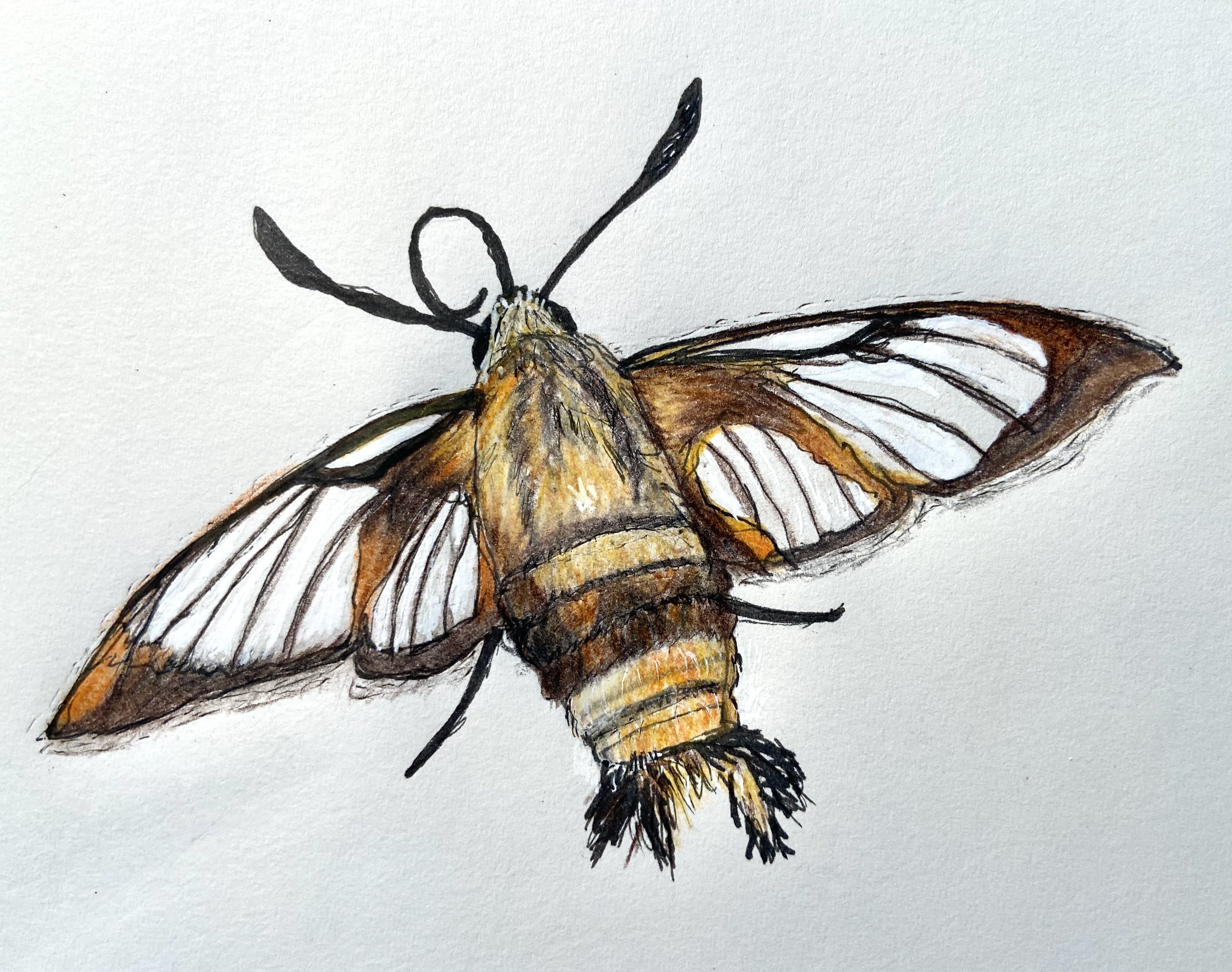drawing of a fat-bodied moth with transparent wings