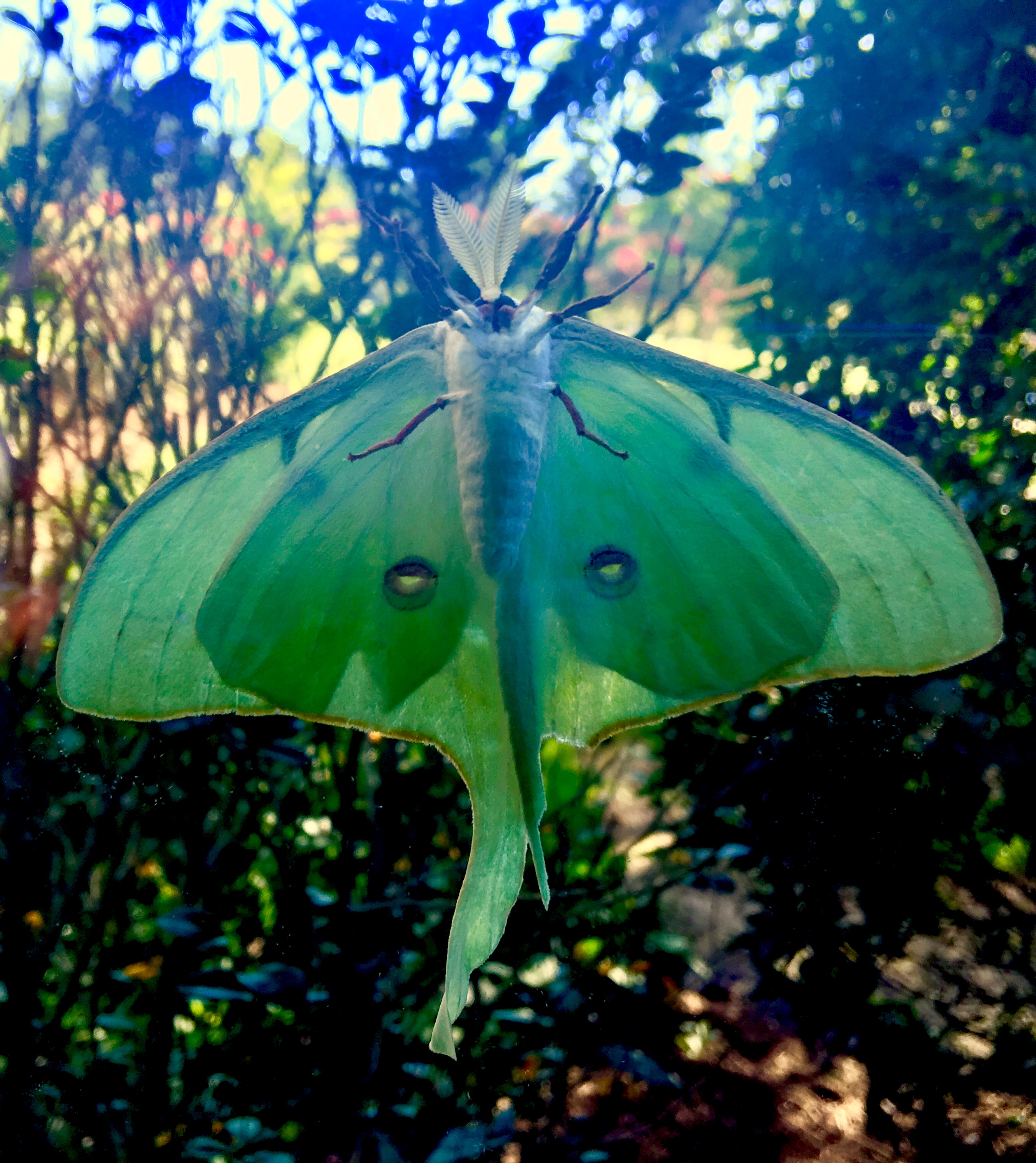 photo of a green moth with long tails