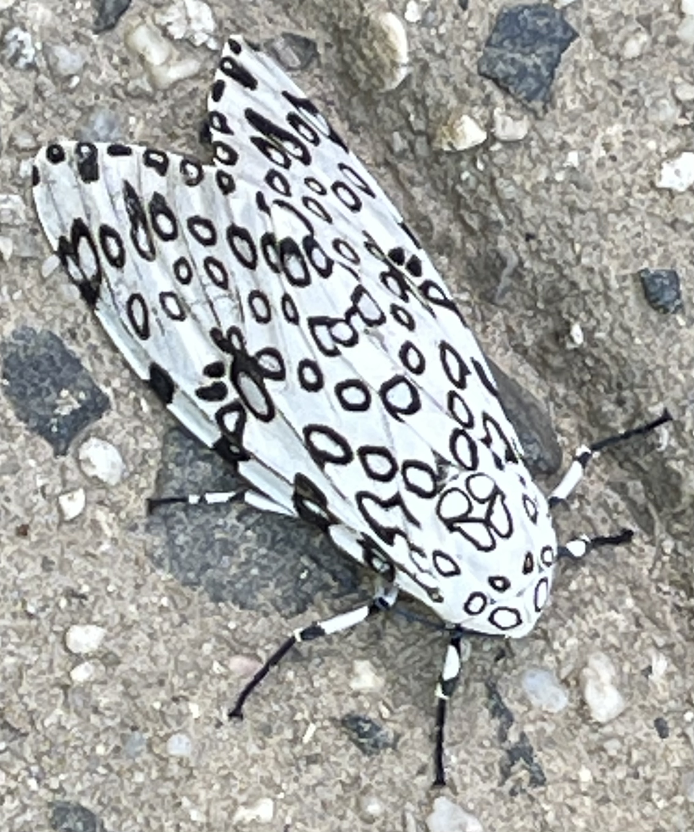white moth with black circles and ovals on the wings