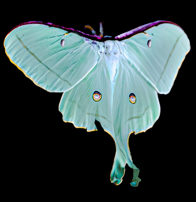 bright green moth with spots on each of four wings