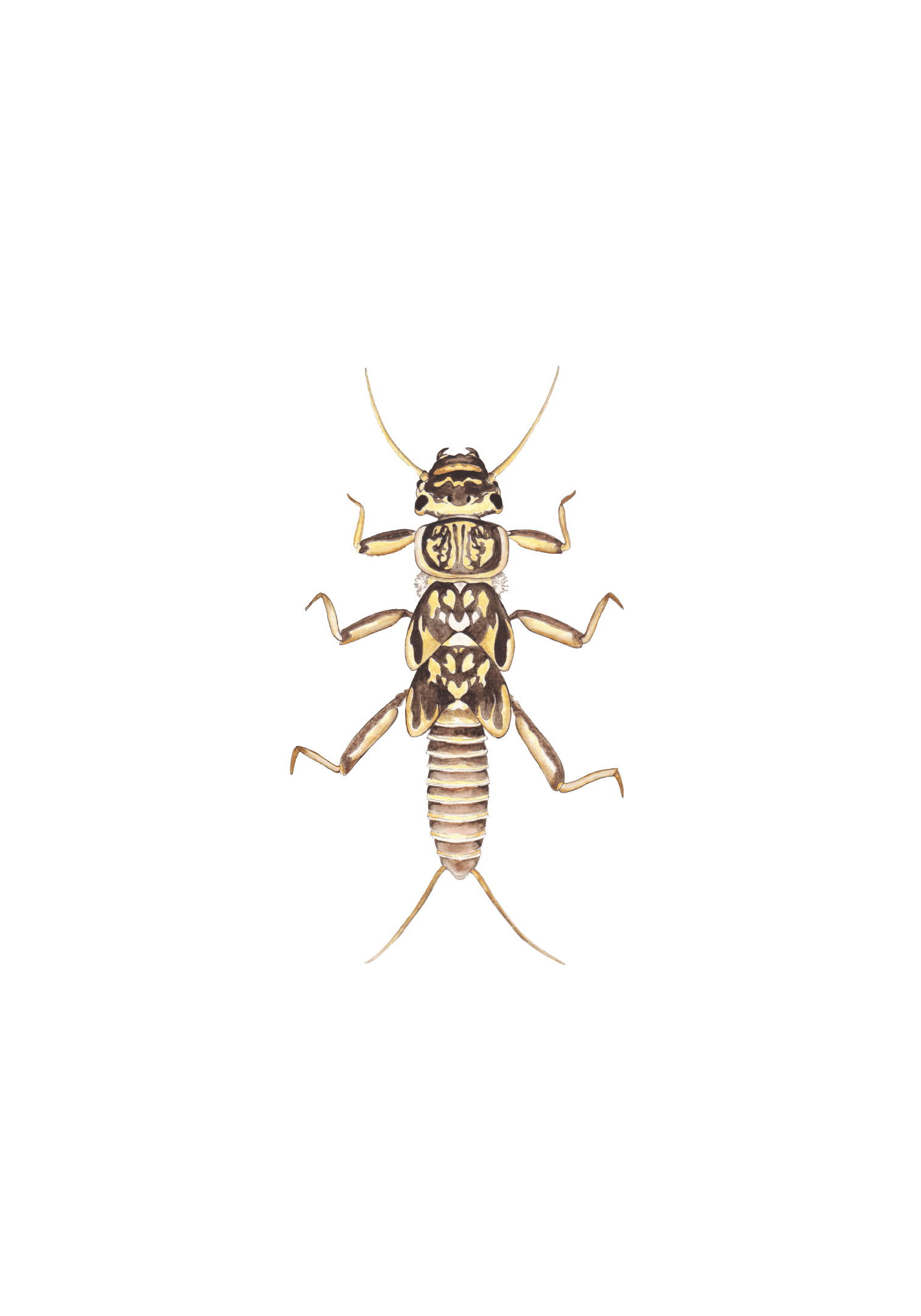drawing of a yellow and brown insect