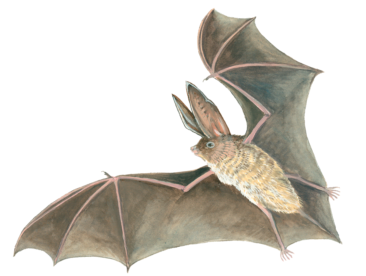 drawing of bat with large ears