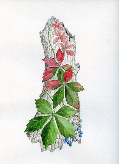 drawing of green and red vine on a tree