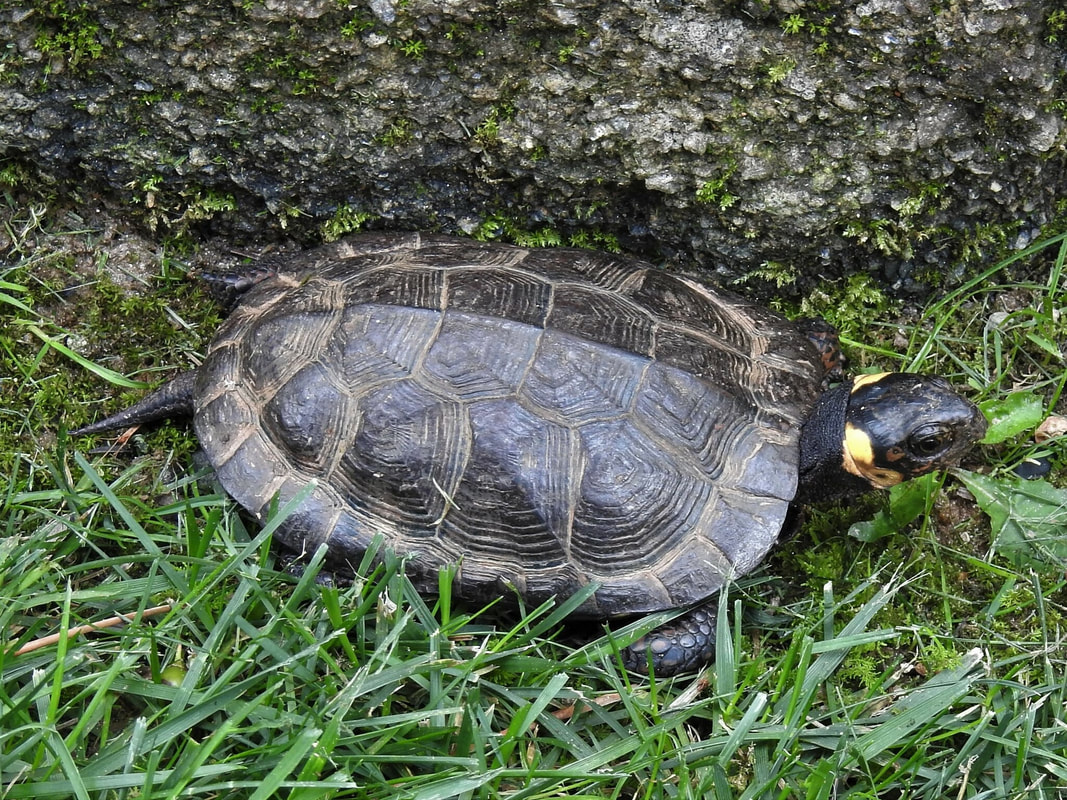 bog turtle
