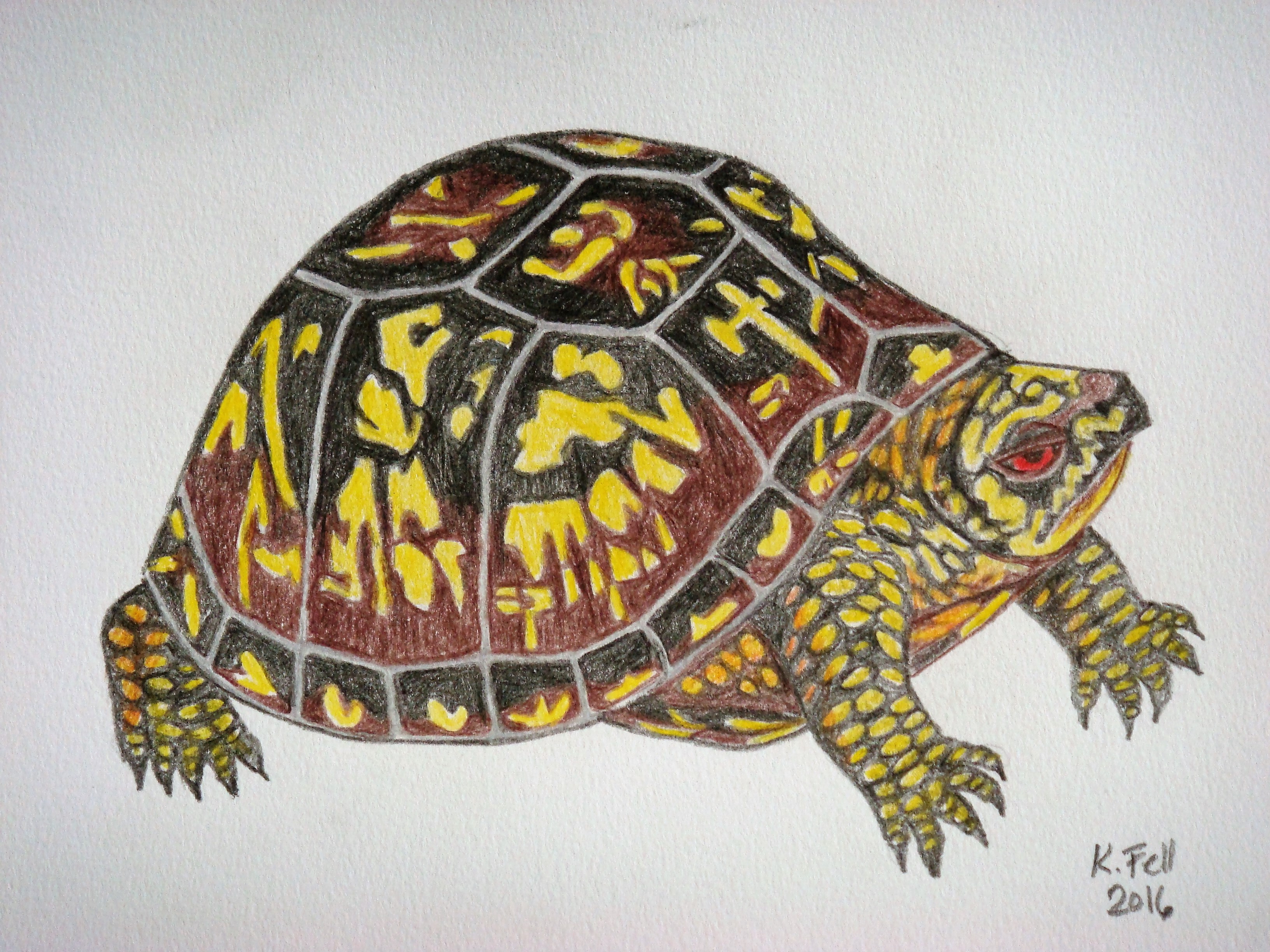 drawing of a yellow and brown turtle