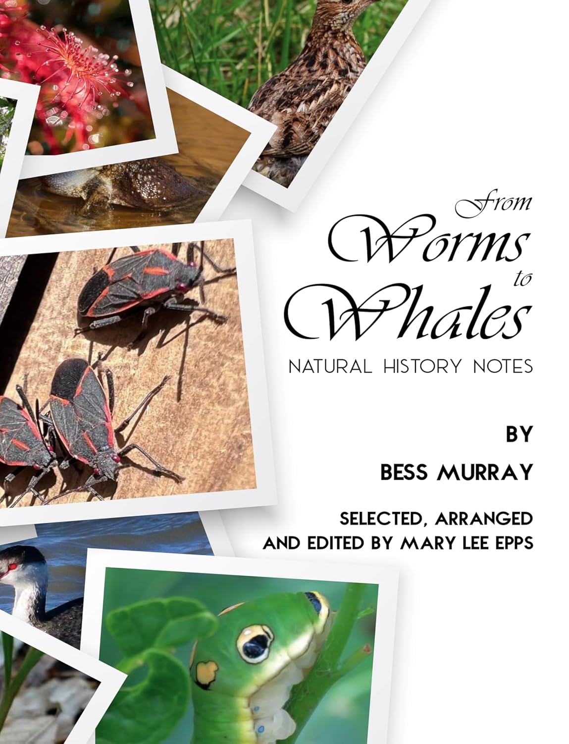 book cover: From Worms to Whales: Natural History Notes by Bess Murray. Selected, Arranged, and Edited by Mary Lee Epps.