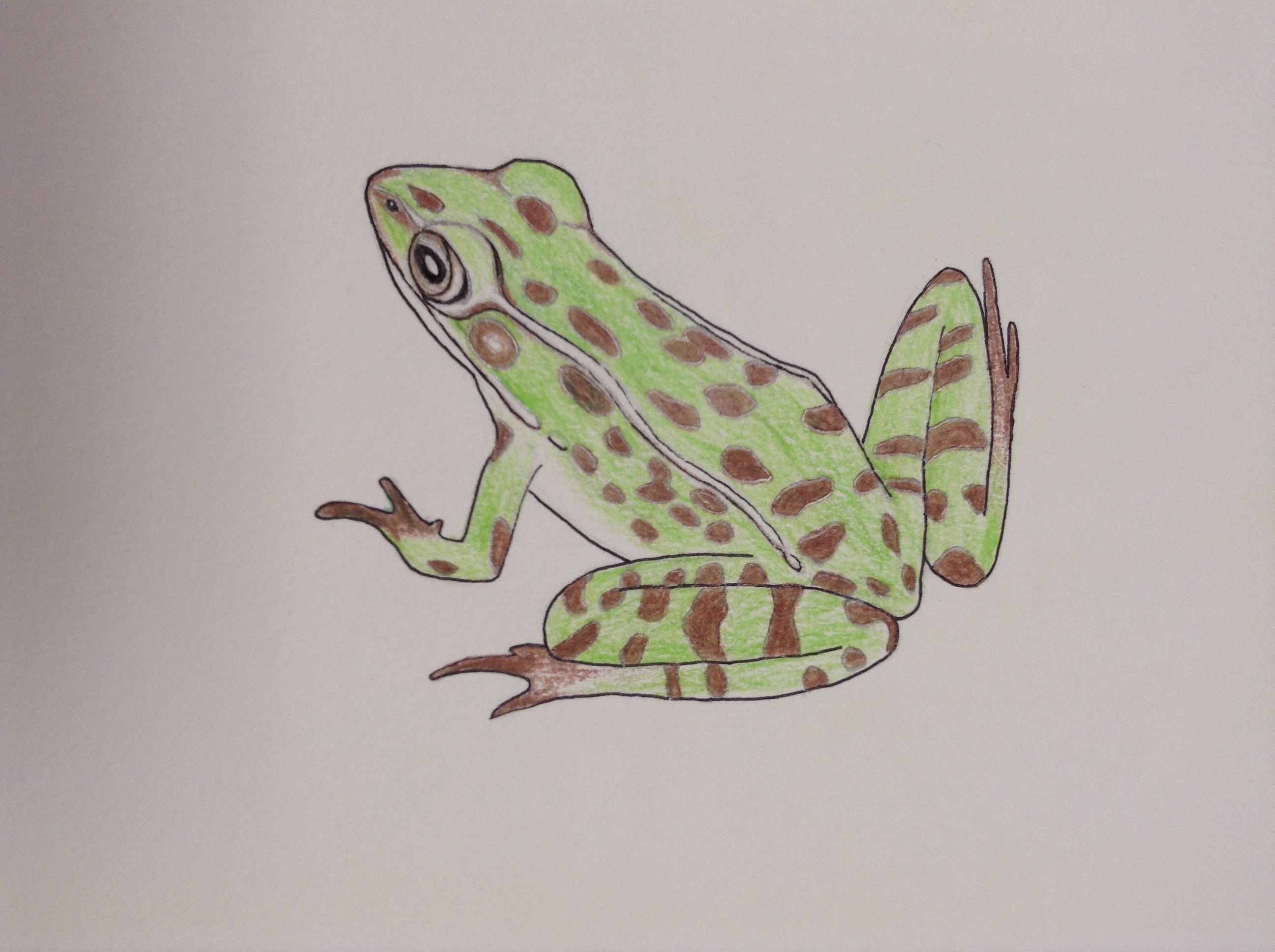 drawing of a green frog with spots