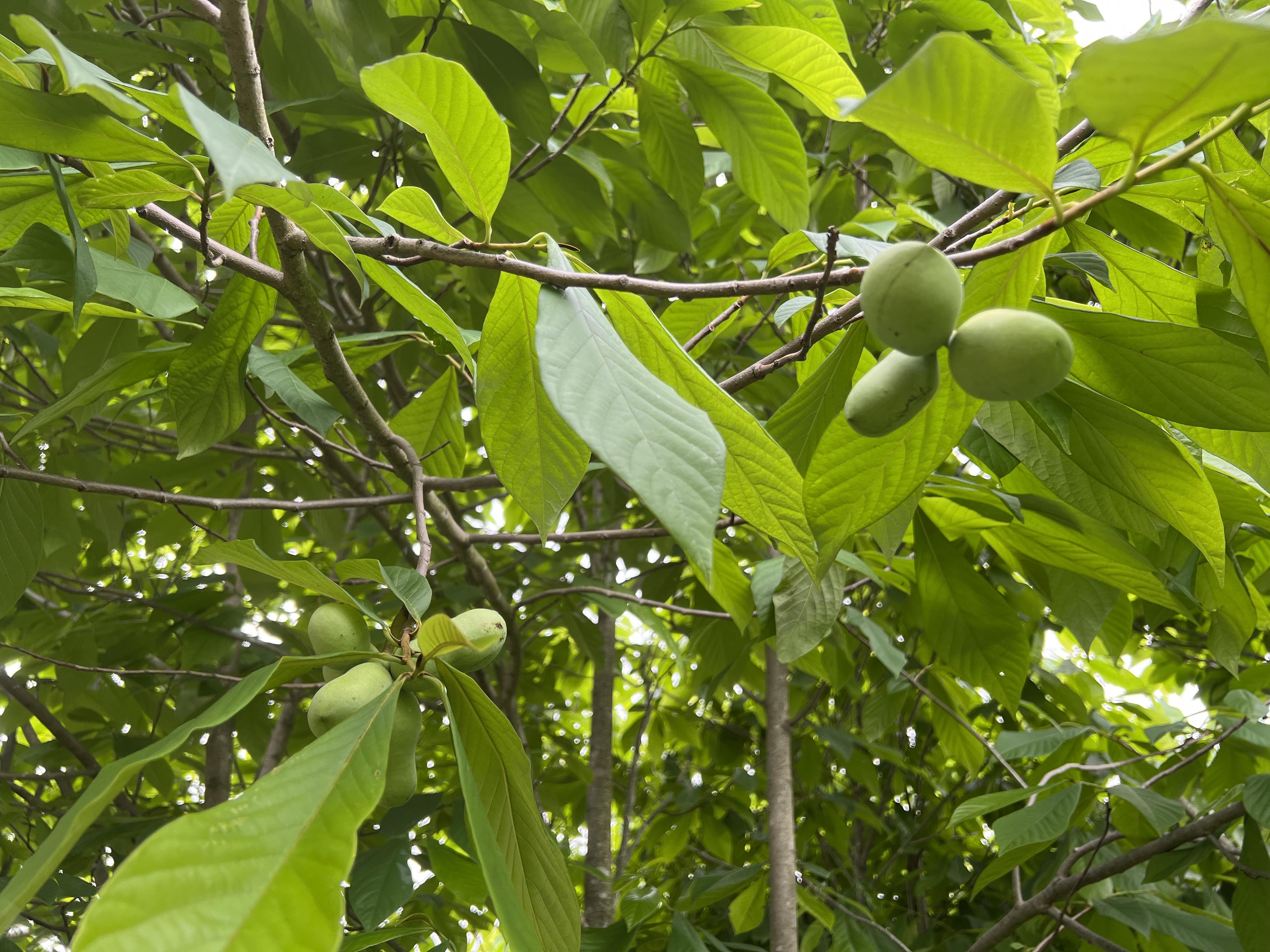 cluster of trees with big green leaves and clusters of large green fruits