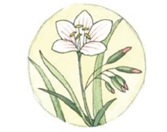 drawing of white flower with pink striping