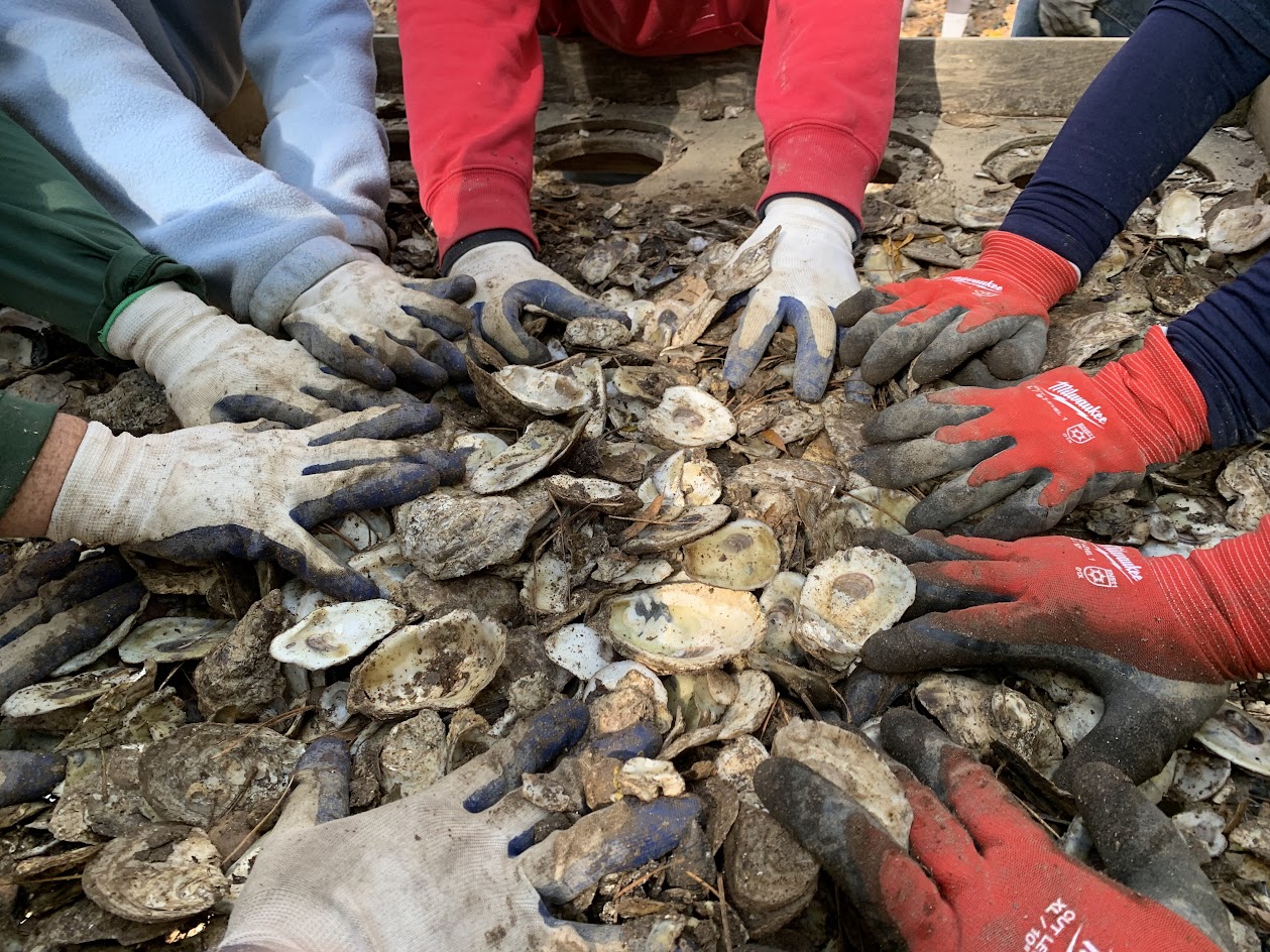 five pairs of hands wearing work gloves reaching into a pile of oyster shells