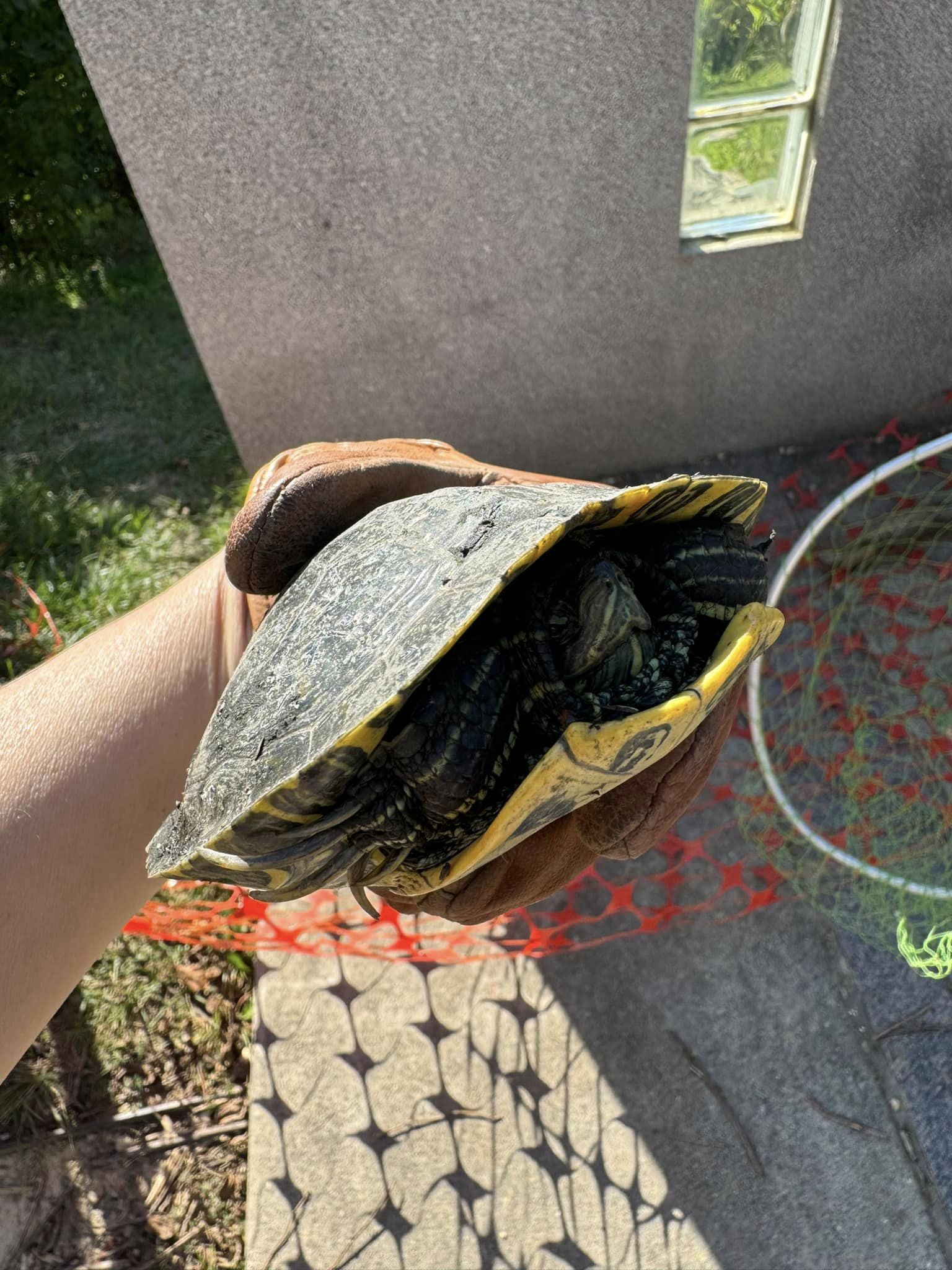 a turtle in a person's hand next to a concrete barrier