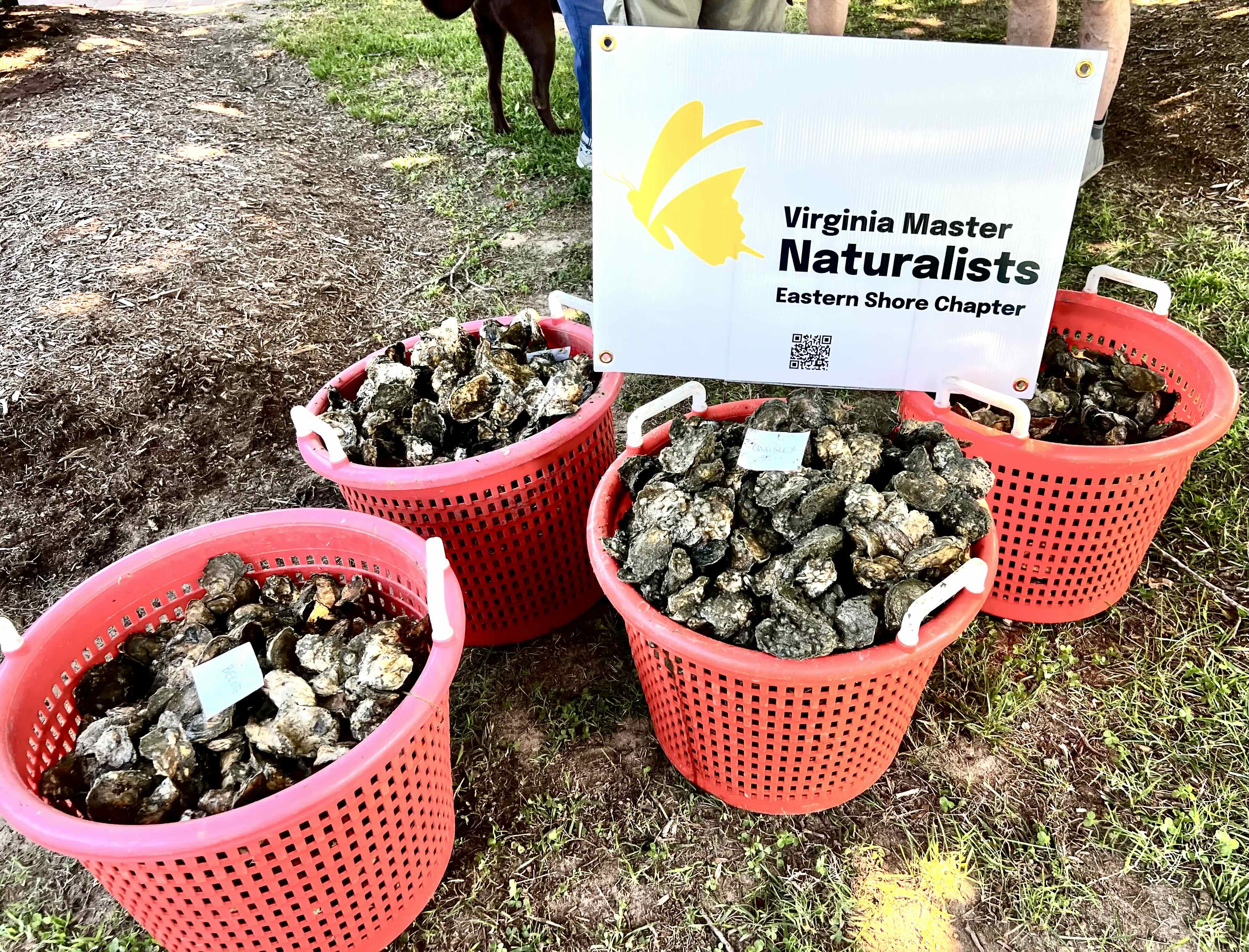 four baskets full of oysters and Virginia Master Naturalists Eastern Shore Chapter sign