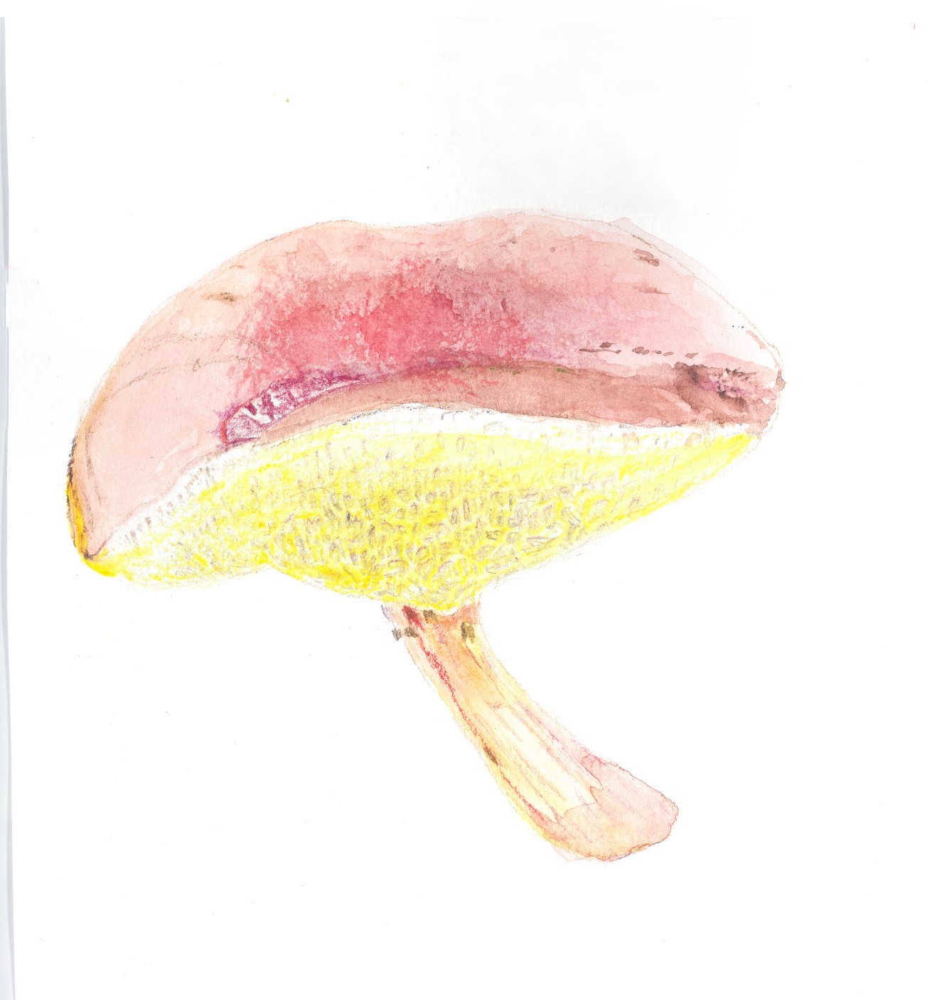 yellow and red mushroom
