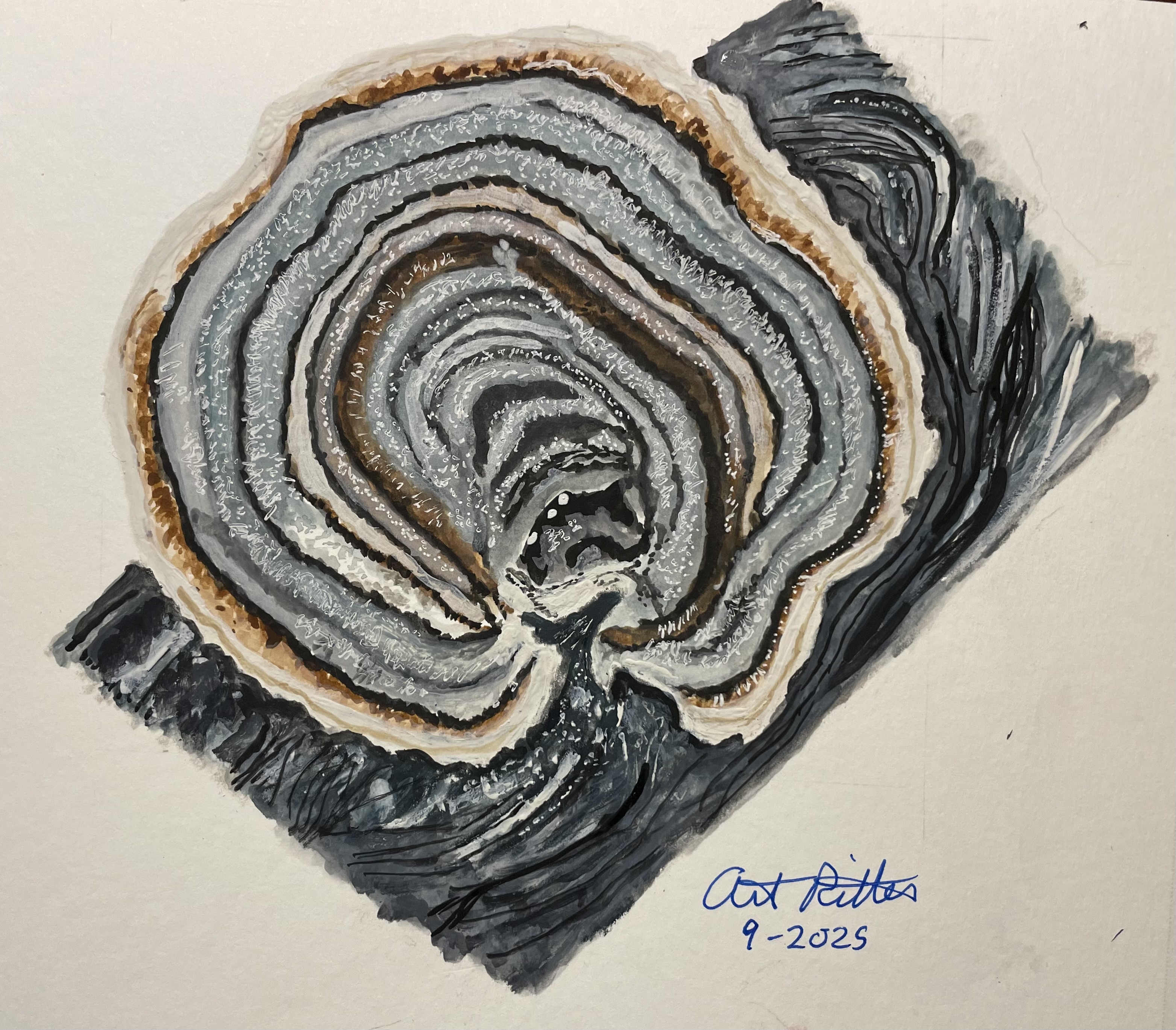 a fan-shaped mushroom with brown striping on a log