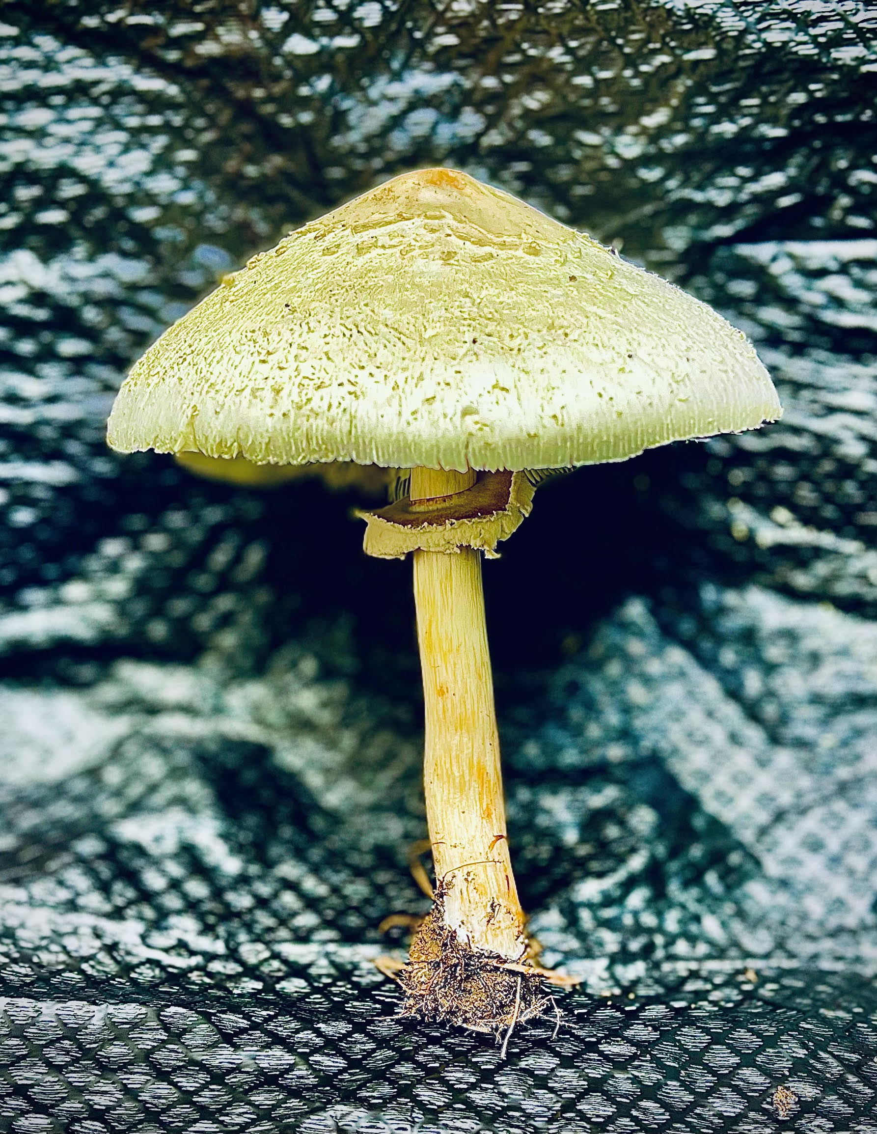 yellow mushroom with a fringed cap