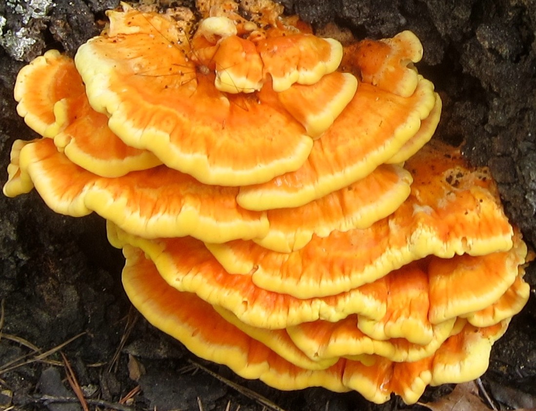 R 7GqueHTL8f7Qbsy Richard Stromberg Sulphur Shelf aka Chicken of the woods fungus Laetiporus sulphureus