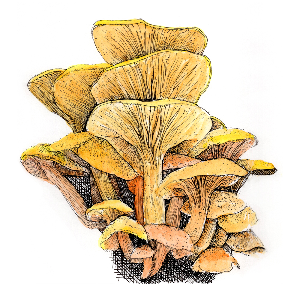 clump of bright yellow-orange mushrooms