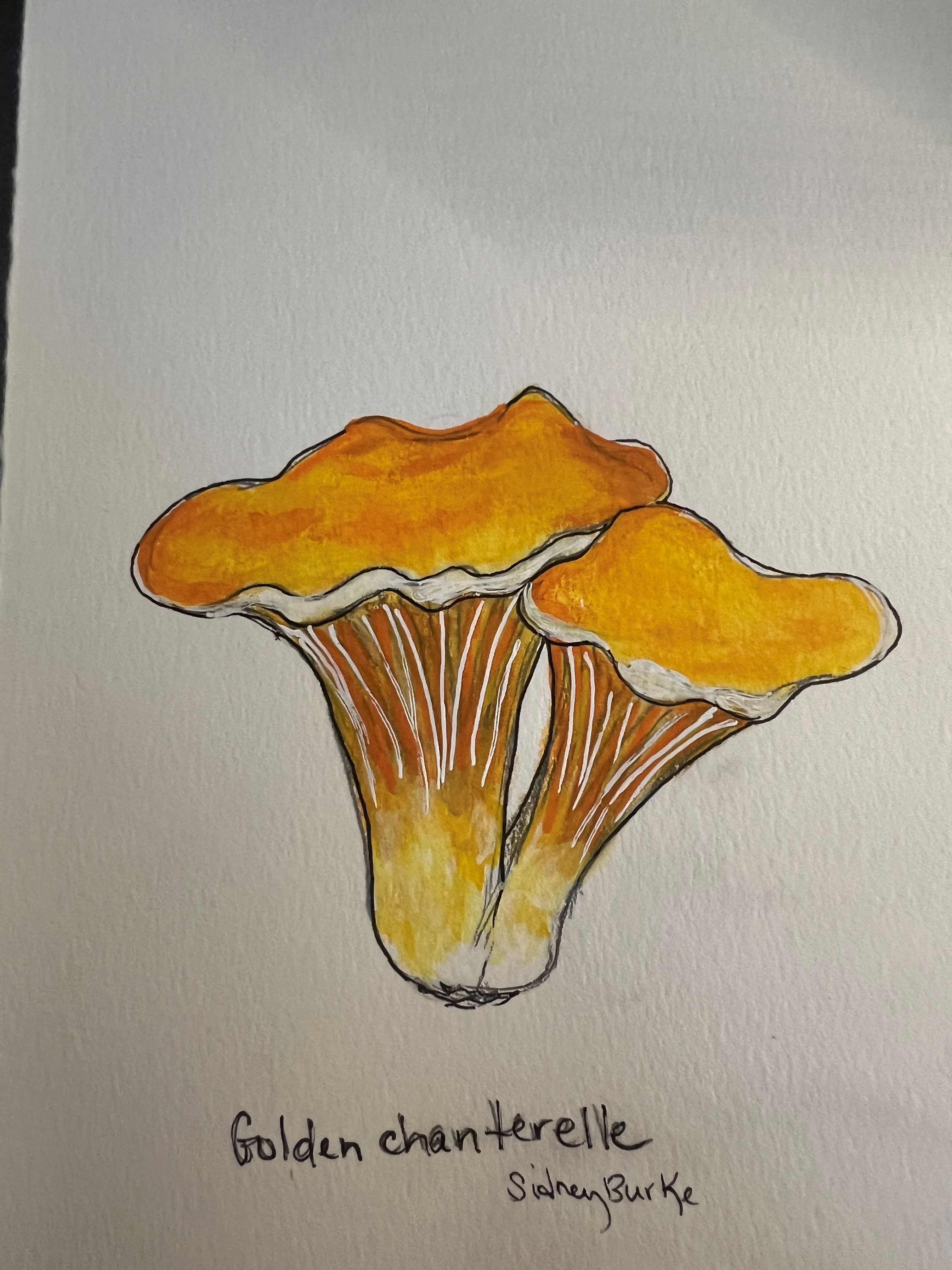 two bright orange mushrooms