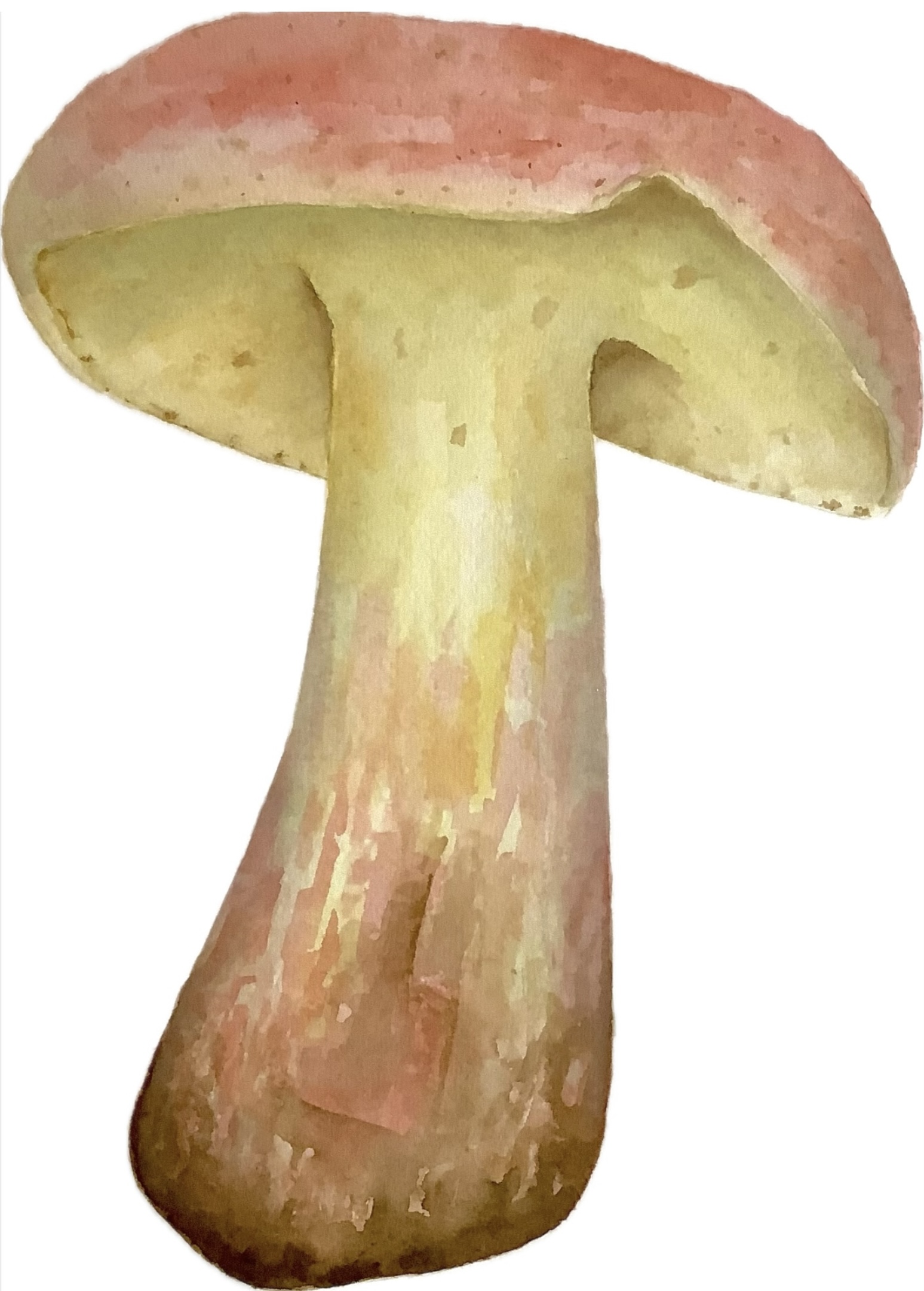 yellow and reddish mushroom