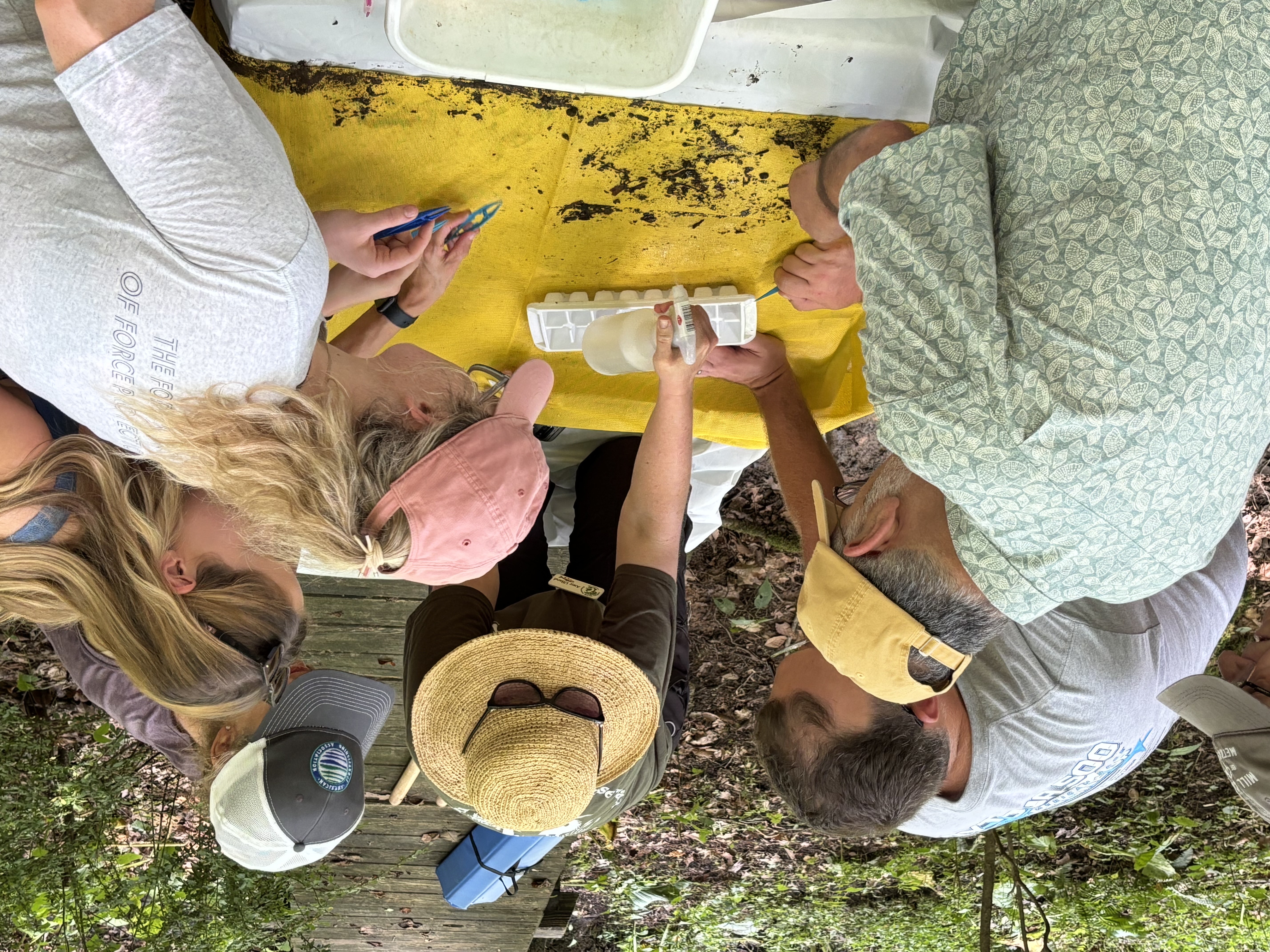 six people kneeling outdoors around a yellow cloth, picking through a pile of insects