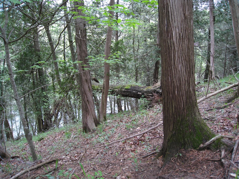 steep forested hillside
