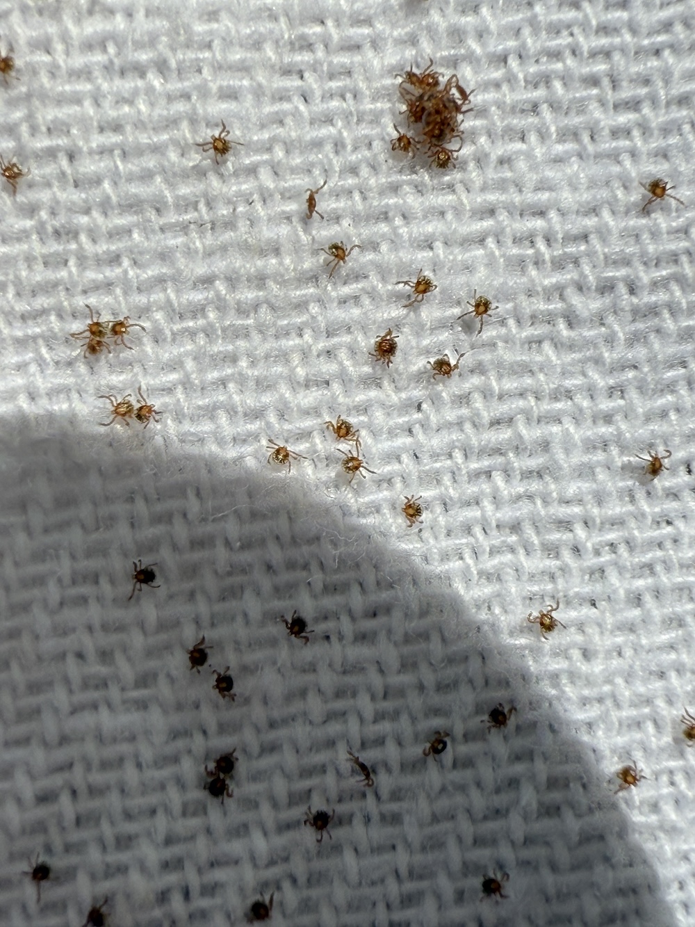 dozens of tiny ticks on white fabric