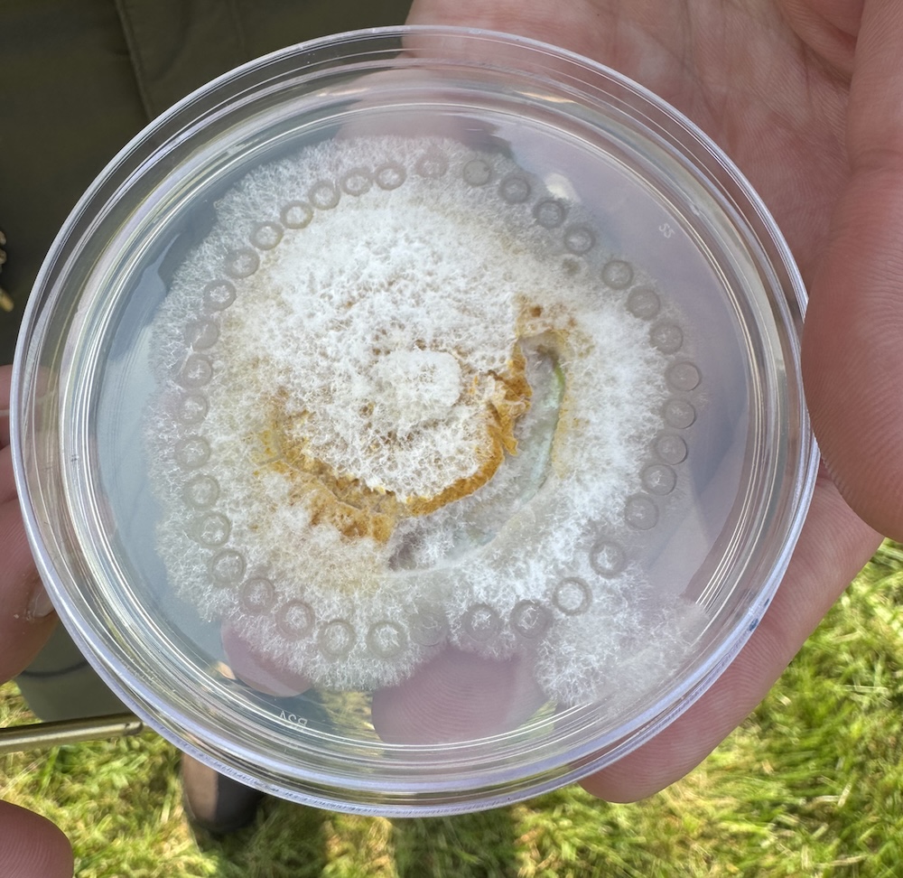 a petri dish with a white fungus inside