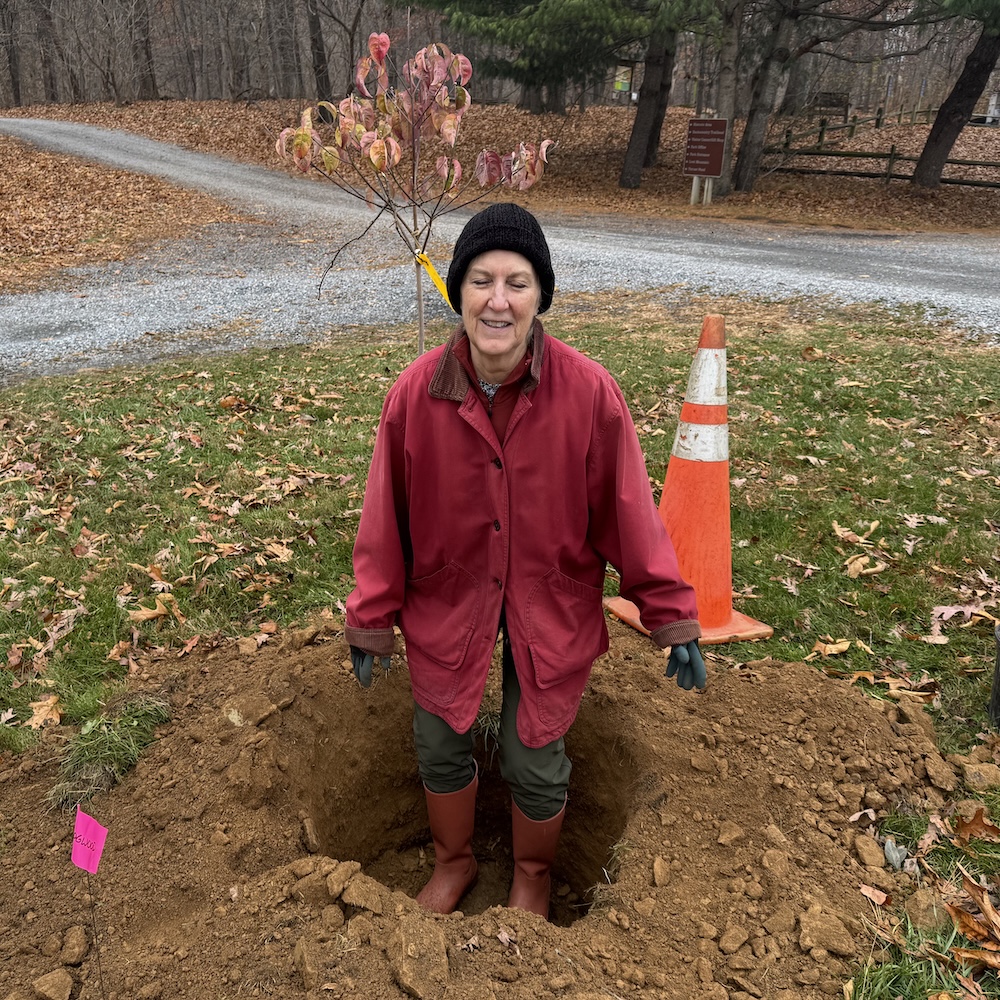 a smiling person stands in a deep hole in an outdoor area with a small sapling behind her, ready to be planted