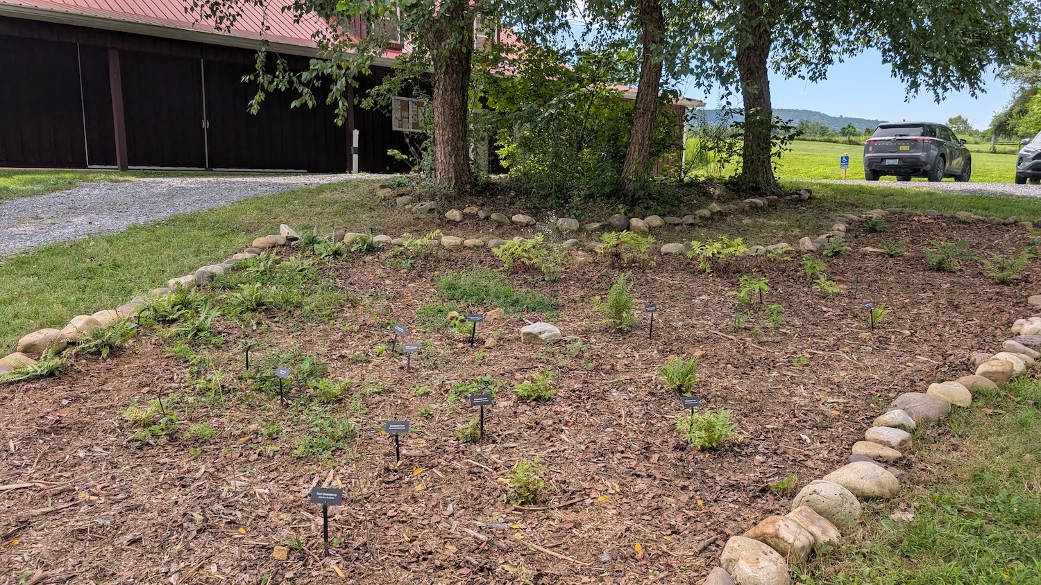 garden bed under a tree, planted in ferns with signs identifying species