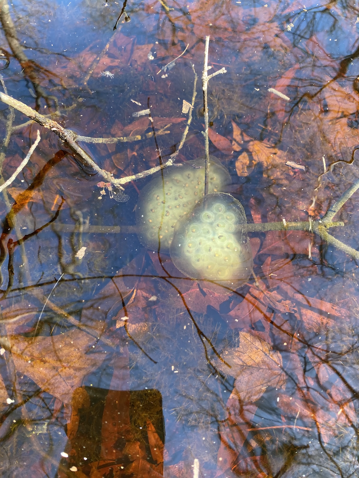 two opaque egg masses with dozens of eggs visible within, attached to a stick under water