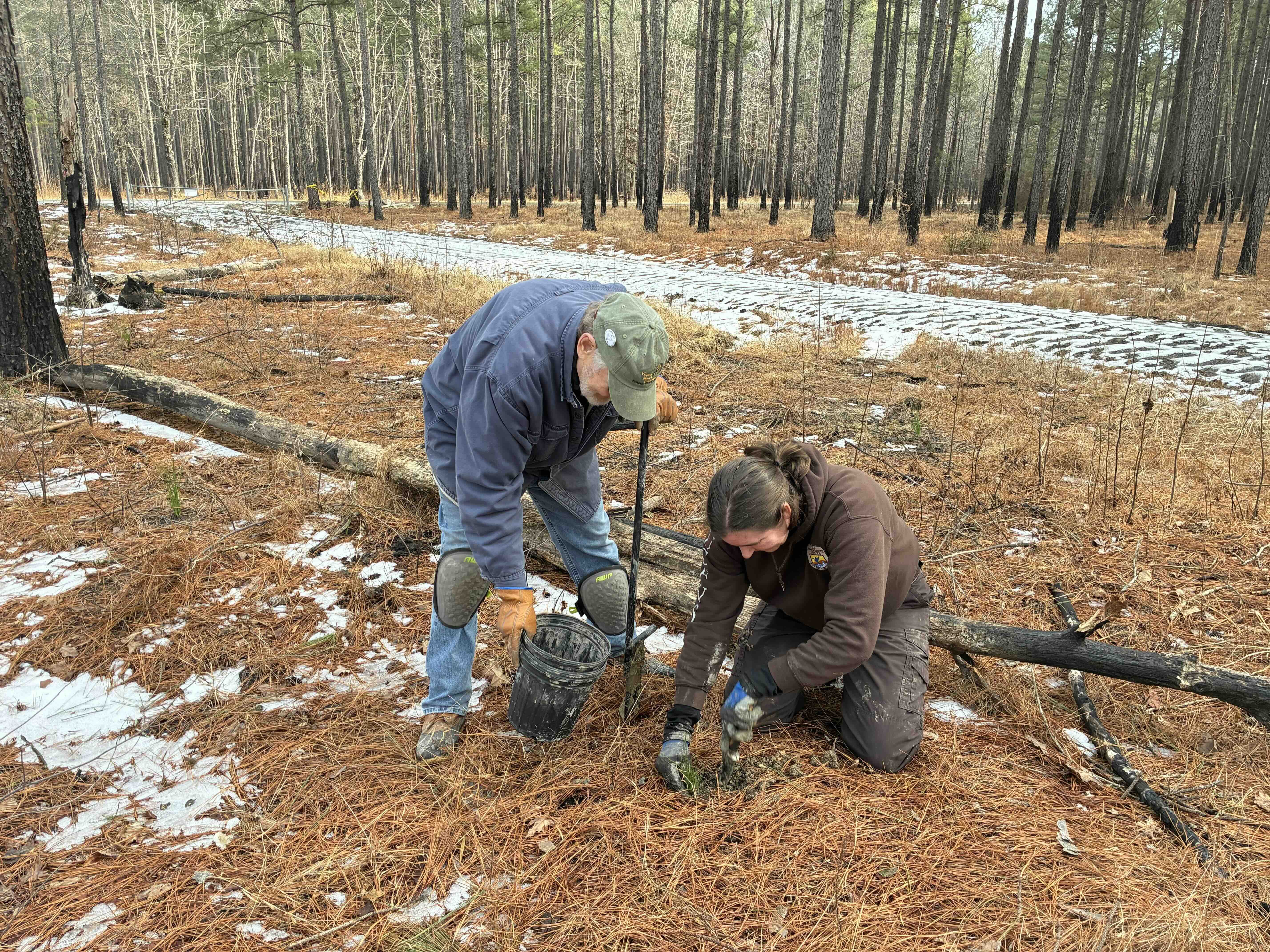two people planting a tree