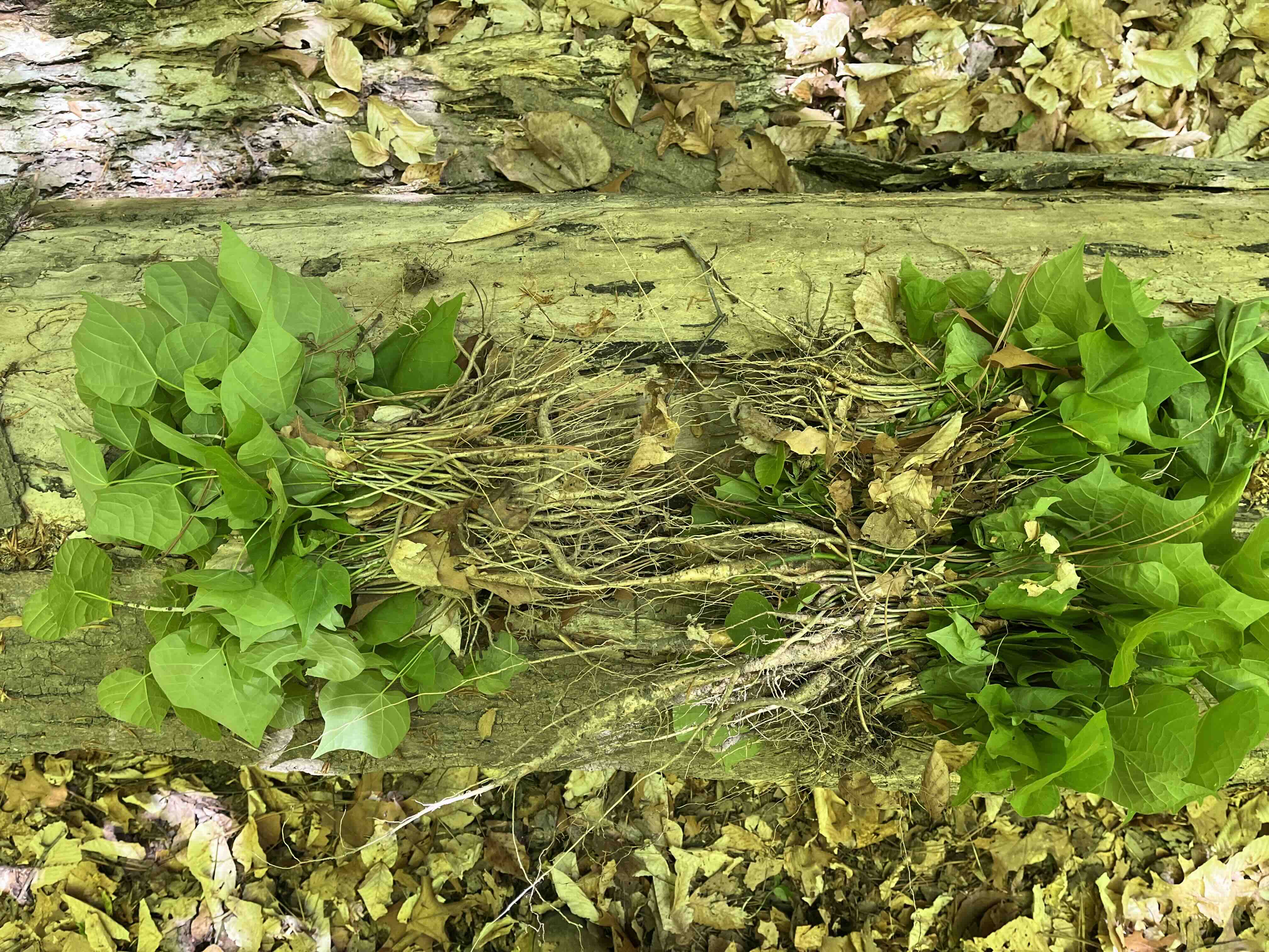many small uprooted tree seedlings stacked together