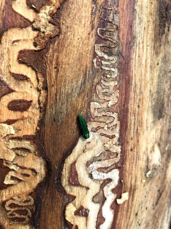 Emerald Ash Borer beetle on a tree with lots of serpentine shaped tunnels in the trunk