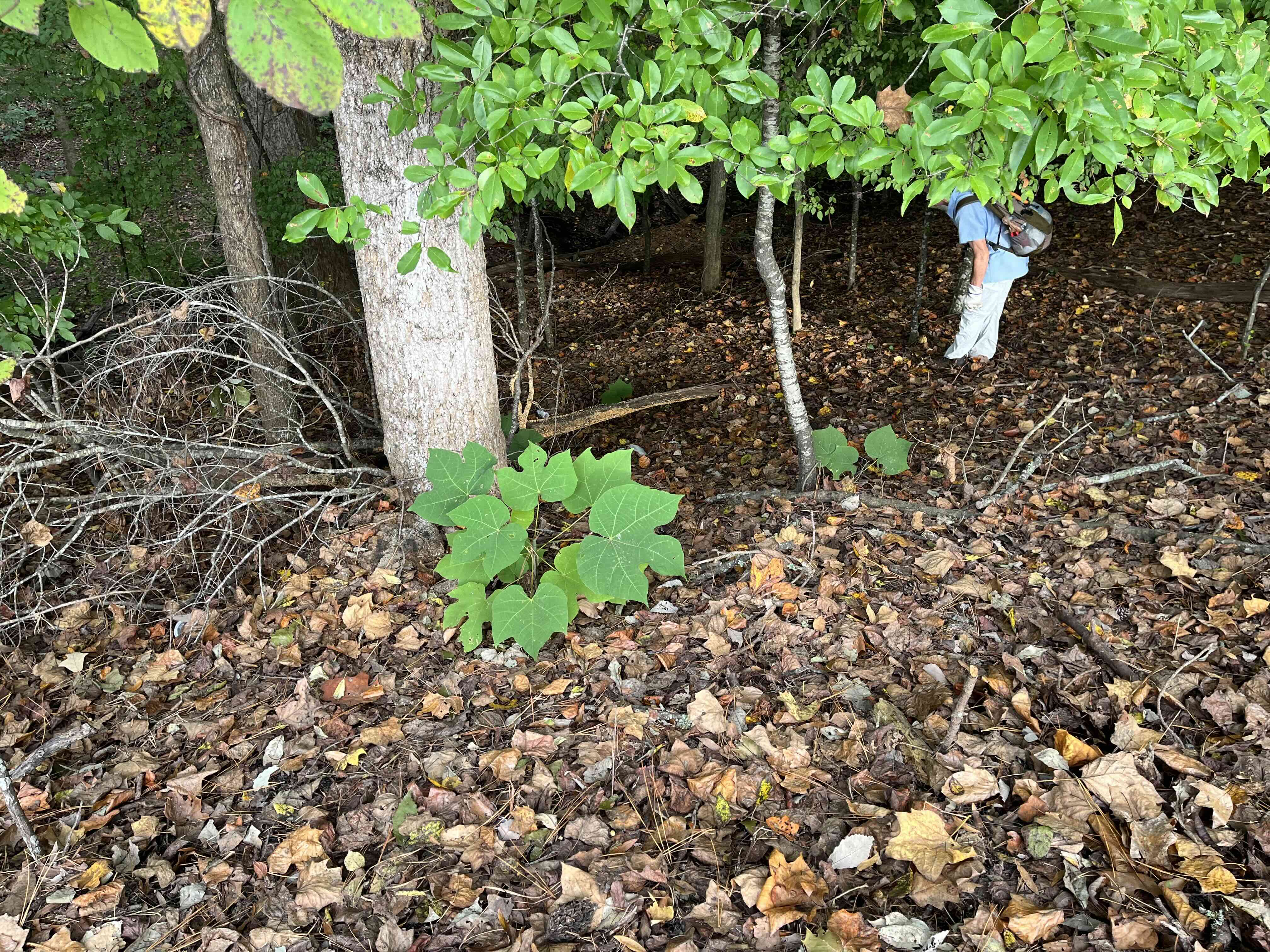 person in a wooded area next to two small Chinese parasol trees