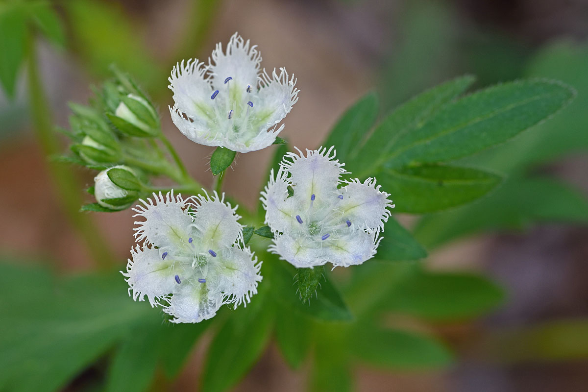 Close-up of delicate fringed white petals of three flowers.