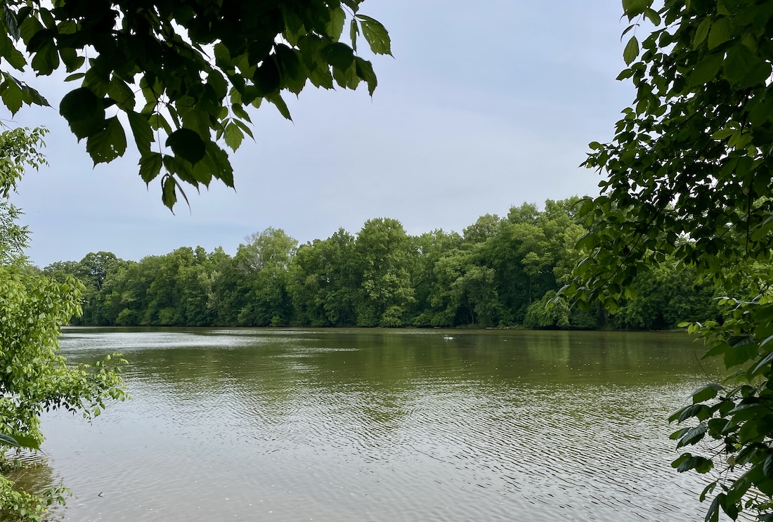 view of a wide river banked with leafy green trees.
