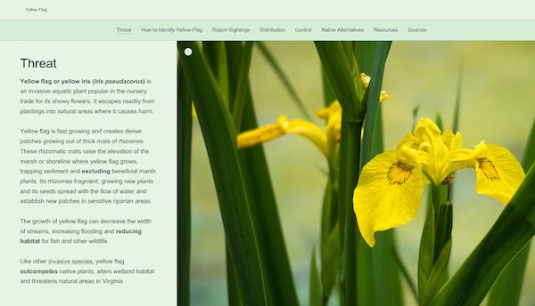 sample page from StoryMap with a photo of a yellow iris and a description of why it is a threat to natural communities.